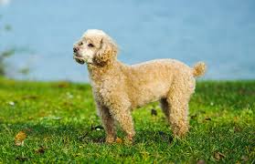 Choosing the Best Poodle for You