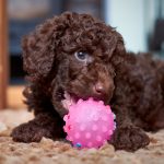 Deciding Whether a Poodle Is Right for You
