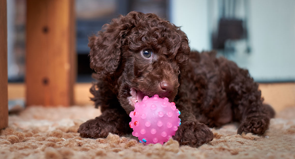 Deciding Whether a Poodle Is Right for You