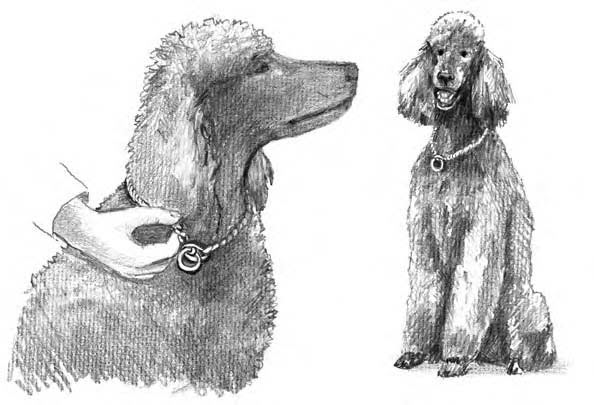Instilling Good Manners in Your Poodle
