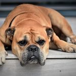 25 Lý Do Tại Sao Con Chó Của Bạn Sẽ Không Ăn