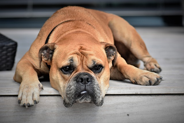 25 Lý Do Tại Sao Con Chó Của Bạn Sẽ Không Ăn