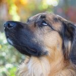 [Review Dog] Đánh giá chó Collie