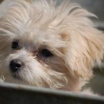 [Review Dog] Đánh giá chó Malta