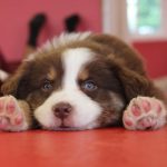 Life from His Paws: Understanding Your Puppy’s View of the World