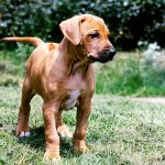 Raising a Puppy: Making Heads and Tails of It