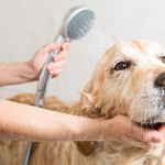 Tất cả những gì bạn cần biết về việc chải chuốt và tắm cho chó của bạn