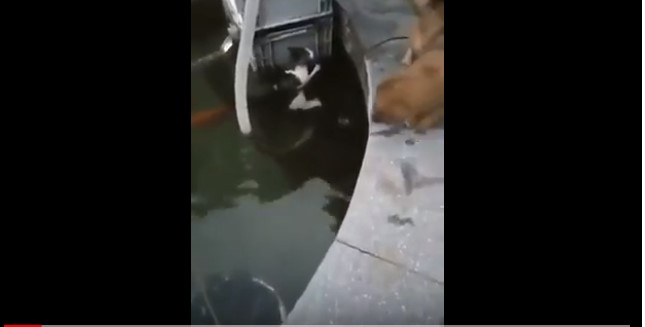 Video Chó cứu mèo dưới nước