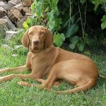 [Review Dog] Đánh giá chó Vizsla