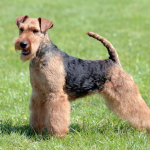 Đánh giá chó Welsh Terrier