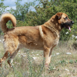 Hình ảnh chó chăn cừu Anatolian (chóp núi loại)