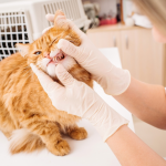 Mười lời khuyên hàng đầu về cách giữ cho răng mèo của bạn sạch sẽ