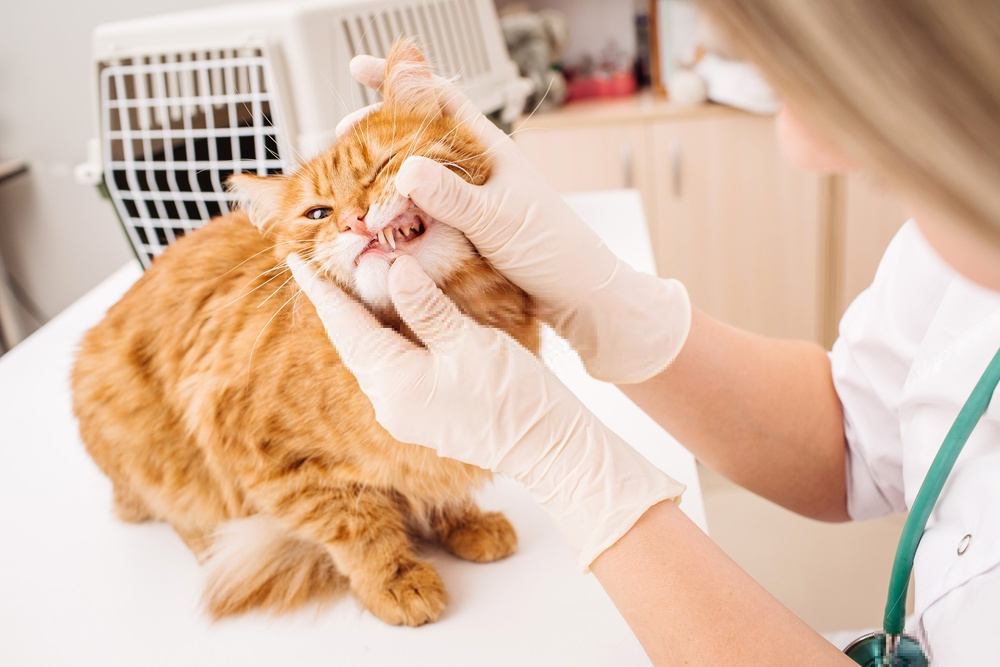 Mười lời khuyên hàng đầu về cách giữ cho răng mèo của bạn sạch sẽ