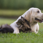 10 mẹo chăm sóc thú cưng có trách nhiệm