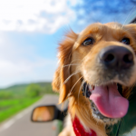 9 loại dị ứng chó phổ biến (và cách điều trị chúng)