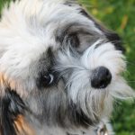 [Review Dogs] Đánh giá chó havanese