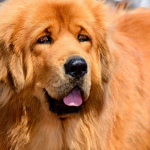 Chó ngao tây tạng – Tibetan Mastiff