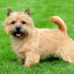 Đánh giá loài chó Norwich Terrier
