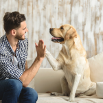 6 dấu hiệu con chó của bạn yêu bạn