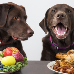 5 lý do chó ăn bụi bẩn