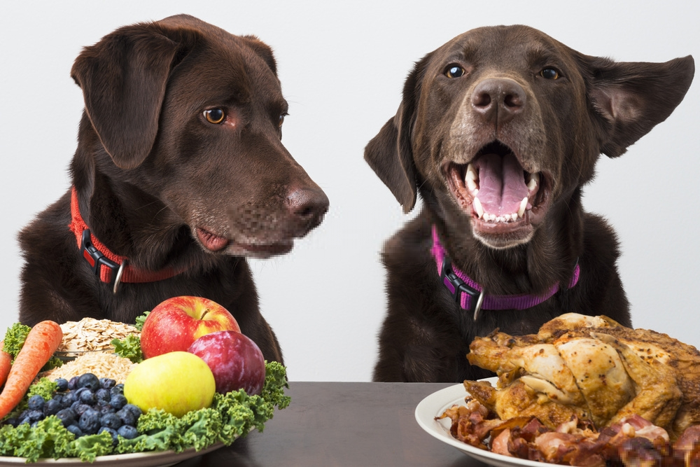 5 lý do chó ăn bụi bẩn