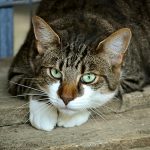 Mèo & Nháy mắt chậm: Có nghĩa là gì?