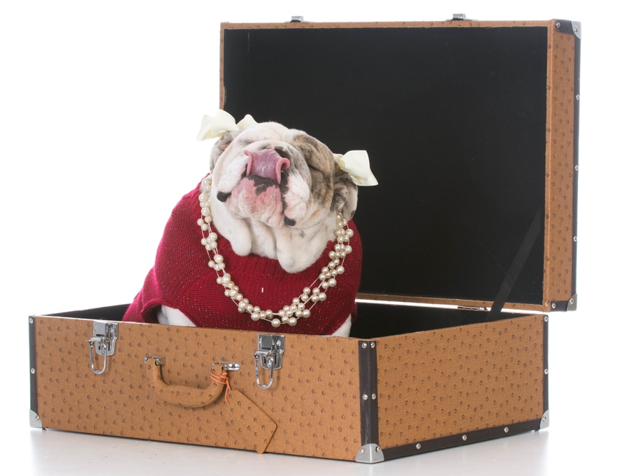 How To Fly with a Bulldog: 9 Tips for Safe Travels