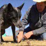 8 điều bạn chưa biết về chó gia súc Úc