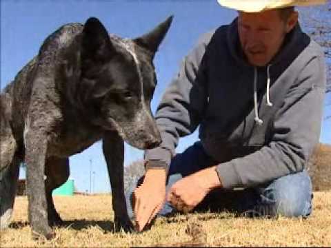 8 điều bạn chưa biết về chó gia súc Úc