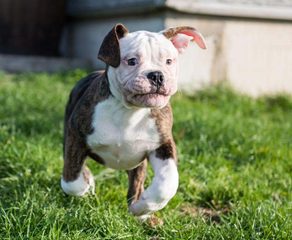Can Bulldogs Live Outside? And Why Not?