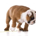 Why your Bulldog has a Dry Nose and How to Help