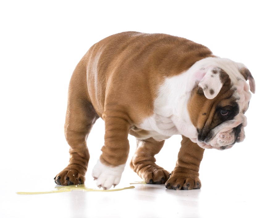 Bulldog Peeing in House and What to Do to Help!