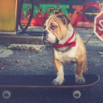 How to Train a Bulldog to Skateboard in 10 Steps