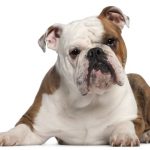 What are Bulldogs Allergic to?