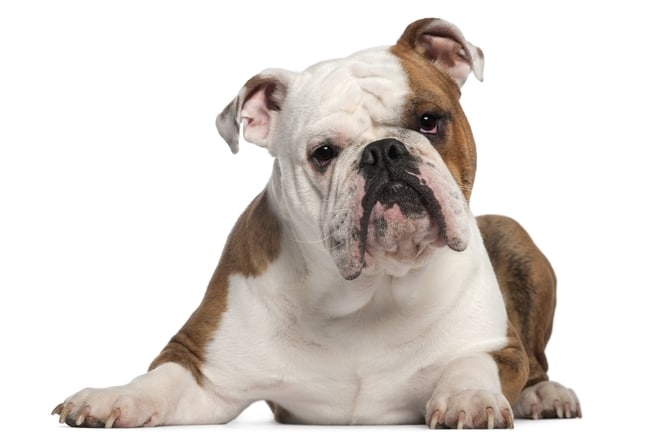 What are Bulldogs Allergic to?