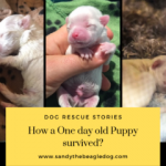 How One Day Old abandoned Puppy survived?