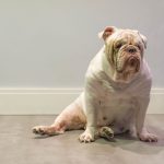Can Bulldogs Clean Themselves? And Why it Matters