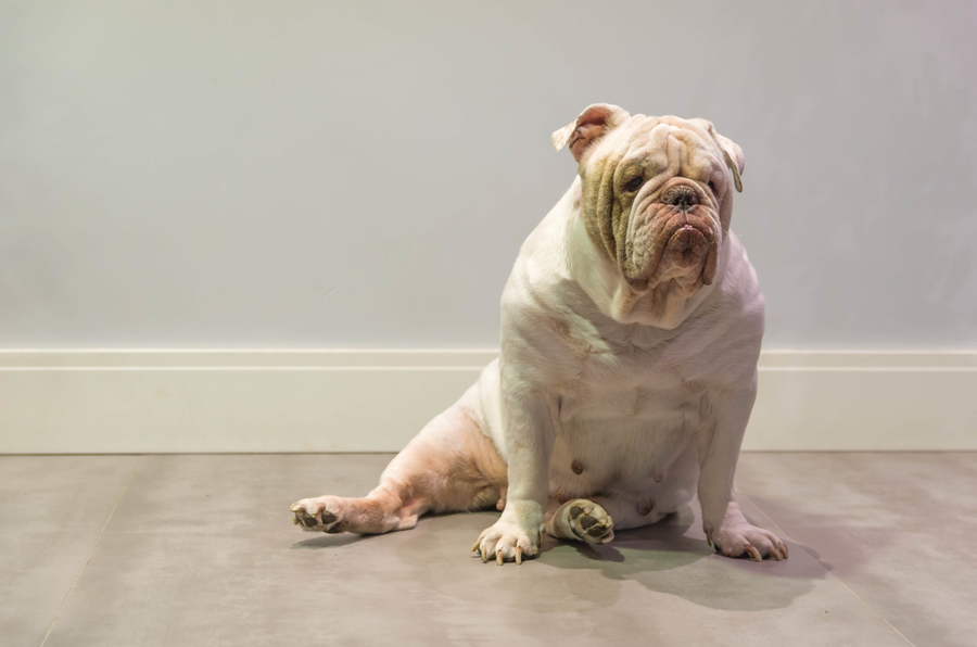 Are Bulldogs OK to be left Alone? Plus 5 Helpful Tips