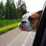 Bulldog Travel Tips: 6 Tips for Road Trips