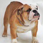 Celebrities Who Own Bulldogs