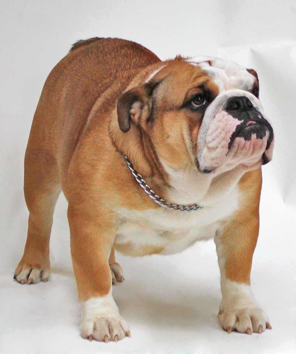 Celebrities Who Own Bulldogs