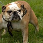 Tips on Training Your Bulldog