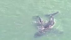 Cá voi con nỗ lực giải cứu mẹ khỏi mắc cạn