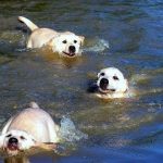 Cha dạy những chó con bơi quá vui