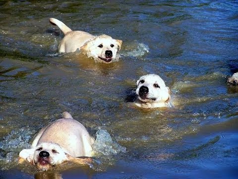 Cha dạy những chó con bơi quá vui