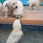 Chó cún cưng 5 tuần tuổi bơi lần đầu tiên