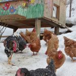 Cho gà ăn trong trang trại vào mùa đông giá lạnh