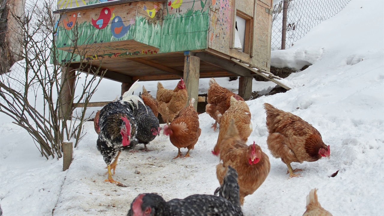 Cho gà ăn trong trang trại vào mùa đông giá lạnh