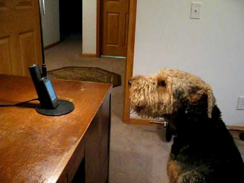 Con chó cô đơn hát cho mẹ trên loa ngoài trong video cảm động