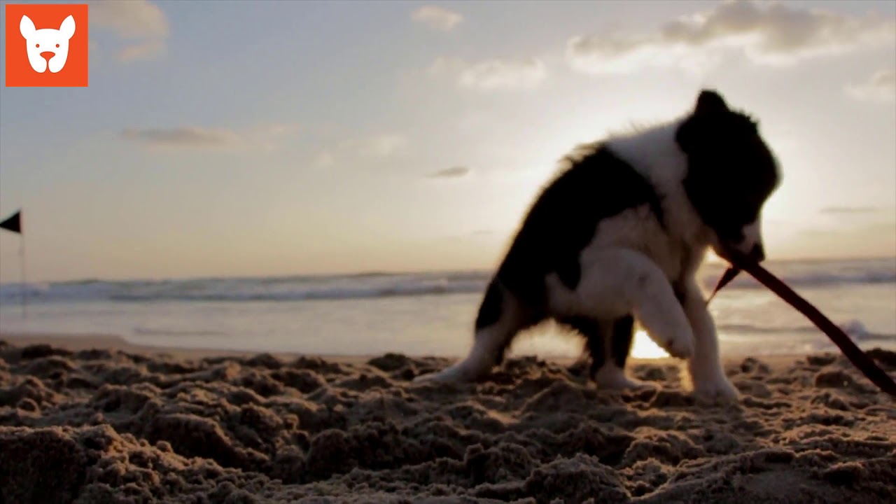 Con chó ở bãi biển